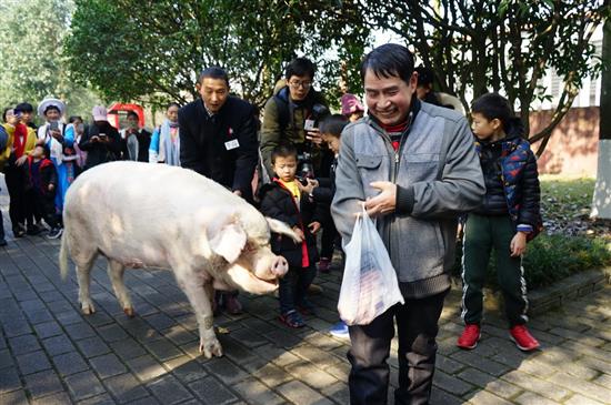 2020年1月16日，“猪坚强”在游客的环绕中被饲养员从旧宅领入新家——猪坚强之家。